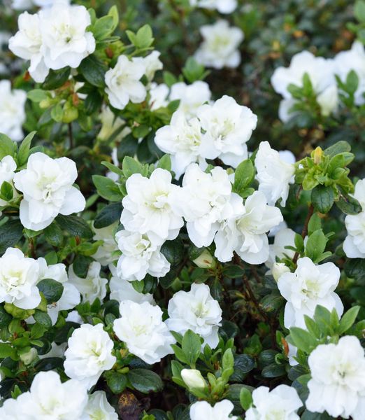 Rhododendron 'Schneeperle'